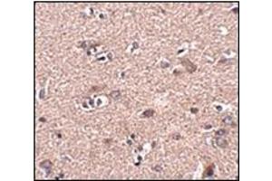Immunohistochemistry of SCAMP4 in human brain tissue with this product at 2. (SCAMP4 Antikörper  (C-Term))