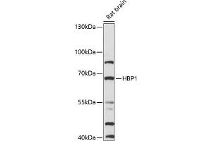 Western blot analysis of extracts of rat brain, using HBP1 antibody (ABIN7267760) at 1:1000 dilution. (HBP1 Antikörper  (AA 215-514))