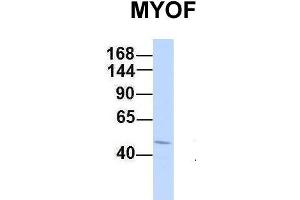 Host:  Rabbit  Target Name:  MYOF  Sample Type:  721_B  Antibody Dilution:  1.