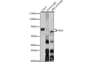 Immunoprecipitation analysis of 200 μg extracts of SKOV3 cells using 3 μg ME2 antibody (ABIN6133037, ABIN6143674, ABIN6143675 and ABIN6225057). (NAD-ME Antikörper  (AA 220-479))