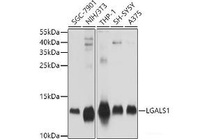 Western blot analysis of extracts of various cell lines using LGALS1 Polyclonal Antibody at dilution of 1:1000. (LGALS1/Galectin 1 Antikörper)