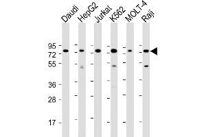 All lanes : Anti-BPC3 Antibody (N-Term) at 1:2000 dilution Lane 1: Daudi whole cell lysate Lane 2: HepG2 whole cell lysate Lane 3: Jurkat whole cell lysate Lane 4: K562 whole cell lysate Lane 5: MOLT-4 whole cell lysate Lane 5: Raji whole cell lysate Lysates/proteins at 20 μg per lane. (PABPC3 Antikörper  (AA 84-117))