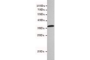 Western blot testing of human 293T cell lysate with HtrA2 antibody at 1:500. (HTRA2 Antikörper)