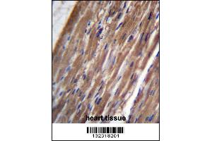 FBLIM1 Antibody immunohistochemistry analysis in formalin fixed and paraffin embedded human heart tissue followed by peroxidase conjugation of the secondary antibody and DAB staining. (FBLIM1 Antikörper  (C-Term))