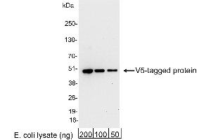 anti-V5 Epitope Tag antibody
