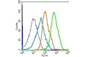 Mouse splenocytes probed with Rabbit Anti-SIRT7 Polyclonal Antibody, Unconjugated . (SIRT7 Antikörper  (AA 231-330))