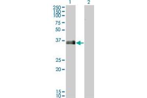 Western Blotting (WB) image for anti-MARCKS-Like 1 (MARCKSL1) (AA 107-195) antibody (ABIN566300)