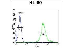 M11D1 Antibody (N-term) (ABIN653932 and ABIN2843164) flow cytometric analysis of HL-60 cells (right histogram) compared to a negative control cell (left histogram). (METTL17 Antikörper  (N-Term))