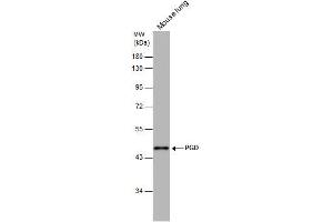 WB Image PGD antibody [N1N3] detects PGD protein by western blot analysis. (PGD Antikörper)