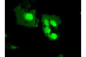 Anti-MX1 mouse monoclonal antibody (ABIN2452269) immunofluorescent staining of COS7 cells transiently transfected by pCMV6-ENTRY MX1 (RC207418). (MX1 Antikörper)