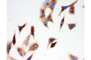 anti-Annexin A3 (ANXA3) (AA 153-184), (Middle Region) antibody