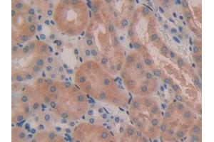IHC-P analysis of Mouse Kidney Tissue, with DAB staining. (IL5RA Antikörper  (AA 41-203))