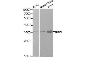 Western blot analysis of extracts of various cell lines, using NeuN antibody. (NeuN Antikörper  (AA 1-220))