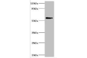 BRD9 Antikörper  (AA 338-597)