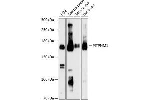 Western blot analysis of extracts of various cell lines, using PITPNM1 Antibody (ABIN6130586, ABIN6145690, ABIN6145691 and ABIN6216912) at 1:3000 dilution.