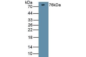 Detection of Recombinant DLG4, Mouse using Polyclonal Antibody to Discs, Large Homolog 4 (DLG4) (DLG4 Antikörper  (AA 1-393))