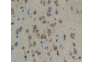 IHC-P analysis of Mouse Tissue, with DAB staining. (TLR3 Antikörper  (AA 533-705))