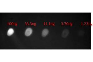 Dot Blot of Anti-HUMAN IgA (alpha chain) (GOAT) Antibody Fluorescein Conjugated. (Ziege anti-Human IgA (Heavy Chain) Antikörper (FITC) - Preadsorbed)