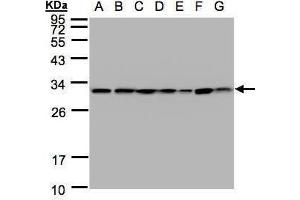 WB Image Sample(30 ug whole cell lysate) A: 293T B: A431 , C: H1299 D: HeLa S3 , E: Hep G2 , F: MOLT4 , G: Raji , 12% SDS PAGE antibody diluted at 1:1000 (14-3-3 theta Antikörper  (Center))
