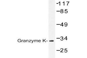 Western blot analysis of Granzyme K antibody in extracts from Jurkat cells. (GZMK Antikörper)