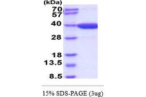 SDS-PAGE (SDS) image for Malate Dehydrogenase 2, NAD (Mitochondrial) (MDH2) (AA 25-338) (Active) protein (His tag) (ABIN6388154) (MDH2 Protein (AA 25-338) (His tag))