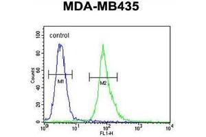 AKT1 Antibody (Thr308) flow cytometric analysis of MDA-MB435 cells (right histogram) compared to a negative control cell (left histogram). (AKT1 Antikörper  (AA 289-318))