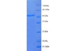 SDS-PAGE (SDS) image for Proteasome (Prosome, Macropain) Subunit, beta Type 2 (PSMB2) (AA 1-201), (full length) protein (GST tag) (ABIN7479192)
