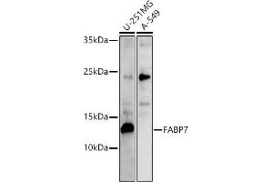 Western blot analysis of extracts of various cell lines, using F antibody (ABIN6129530, ABIN6140428, ABIN6140430 and ABIN6215290) at 1:500 dilution. (FABP7 Antikörper  (AA 1-132))