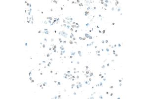 Immunocytochemistry (ICC) image for anti-Enhancer of Zeste Homolog 2 (EZH2) (AA 1-154) antibody (ABIN7795766) (Rekombinanter EZH2 Antikörper  (AA 1-154))