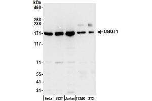 anti-UDP-Glucose Glycoprotein Glucosyltransferase 1 (UGGT1) (AA 1505-1555) antibody