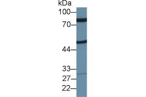 Western Blot; Sample: Rat Placenta lysate; Primary Ab: 1µg/ml Rabbit Anti-Rat ZP2 Antibody Second Ab: 0.