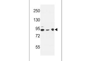 DNAJC6 Antibody (Center) (ABIN653940 and ABIN2843170) western blot analysis in K562(lane 1),HL-60 cell line(lane 2) and mouse brain tissue(lane 3) lysates (35 μg/lane). (DNAJC6 Antikörper  (AA 254-281))