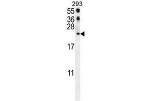 CCL21 Antibody (Center) western blot analysis in 293 cell line lysates (35µg/lane). (CCL21 Antikörper  (Middle Region))