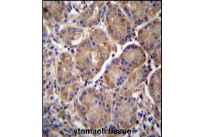 RN2 Antibody (C-term) (ABIN656971 and ABIN2846154) iunohistochemistry analysis in formalin fixed and paraffin embedded human stomach tissue followed by peroxidase conjugation of the secondary antibody and DAB staining. (MMRN2 Antikörper  (C-Term))