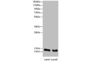 Western blot All lanes: HIST2H3A antibody at 14 μg/mL Lane 1: Mouse liver tissue Lane 2: Mouse kidney tissue Secondary Goat polyclonal to rabbit IgG at 1/10000 dilution Predicted band size: 15 kDa Observed band size: 15 kDa (HIST2H3A Antikörper  (AA 108-136))