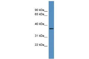 WB Suggested Anti-OR2H2 Antibody Titration: 0.