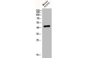 Western Blot analysis of MOUSE-BRAIN cells using Fusin Polyclonal Antibody (CXCR4 Antikörper  (C-Term))