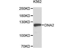 Western blot analysis of extracts of K-562 cells, using DNA2 antibody (ABIN5996467). (DNA2 Antikörper)