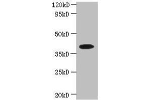 Western blot All lanes: PSTK antibody at 5 μg/mL + Hela whole cell lysate Secondary Goat polyclonal to rabbit IgG at 1/10000 dilution Predicted band size: 40, 33 kDa Observed band size: 40 kDa (PSTK Antikörper  (AA 1-347))