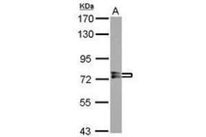 Image no. 2 for anti-Protein Phosphatase, EF-Hand Calcium Binding Domain 1 (PPEF1) (AA 361-650) antibody (ABIN1500360) (PPEF1 Antikörper  (AA 361-650))