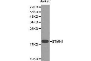 Western Blotting (WB) image for anti-Stathmin 1 (STMN1) antibody (ABIN1874979) (Stathmin 1 Antikörper)