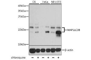 Western blot analysis of extracts of various cell lines, using MAP1LC3B antibody. (LC3B Antikörper)