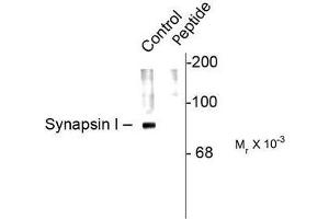 Image no. 1 for anti-Synapsin I (SYN1) (pSer62), (pSer67) antibody (ABIN372719) (SYN1 Antikörper  (pSer62, pSer67))