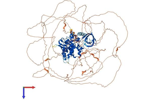 HIPK3 Protein (AA 1-1192) (His tag)