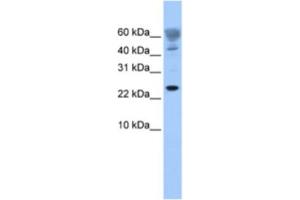 Western Blotting (WB) image for anti-FUN14 Domain Containing 1 (FUNDC1) antibody (ABIN2463549) (FUNDC1 Antikörper)