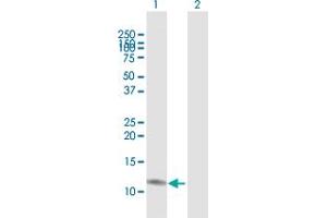 Western Blot analysis of CCL23 expression in transfected 293T cell line by CCL23 MaxPab polyclonal antibody. (CCL23 Antikörper  (AA 1-137))