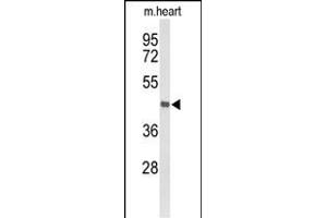 Western Blotting (WB) image for anti-Bone Morphogenetic Protein/retinoic Acid Inducible Neural-Specific 1 (BRINP1) (AA 85-111), (N-Term) antibody (ABIN653418)