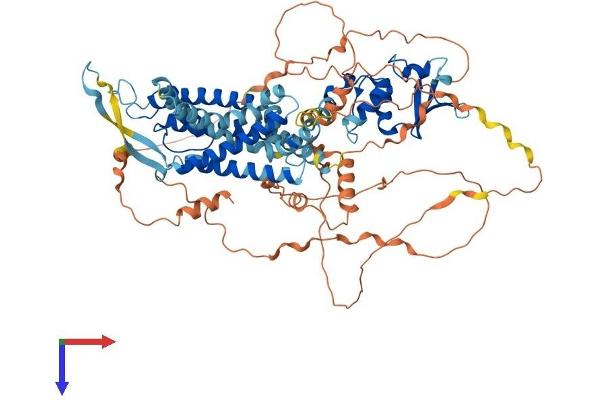KCNC3 Protein (AA 1-757) (His tag)