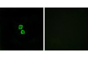 Peptide - +Immunofluorescence analysis of MCF-7 cells, using CKLF1 antibody. (CMTM1 Antikörper)