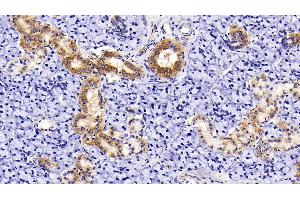Detection of AST2 in Rat Parotid Gland Tissue using Polyclonal Antibody to Aspartate Aminotransferase 2 (AST2) (AST2 (AA 30-430) Antikörper)